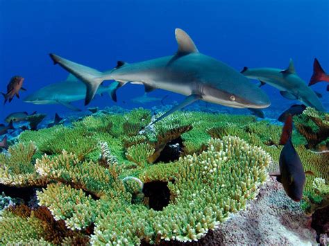 A third of sharks are threatened with extinction. Here’s what one .